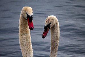 A Breeding Pair of Mute Swan