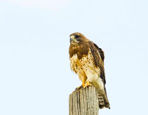 Swainson's Hawk