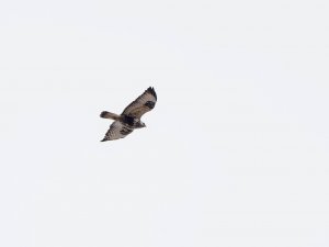 Rough-legged buzzard in flight