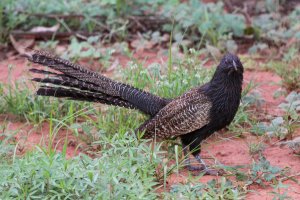 Pheasant Coucal, Northern Australia Arare Litus