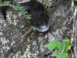 Black rat snake stalking a caterpillar.JPG