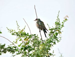 Dideric Cuckoo