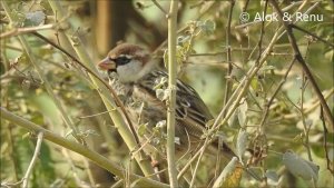 Spanish Sparrow in India : Amazing Wildlife of India by Renu Tewari and Alok Tewari