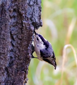 White-breasted Nuthatch