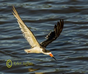 Black Skimmer