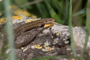 common lizard