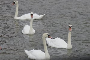 Swans a-swimming