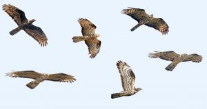 Honey Buzzards adults (Composite image)