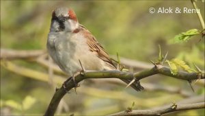 Sind Sparrow :  male singing : Amazing Wildlife of India by Renu Tewari and Alok Tewari