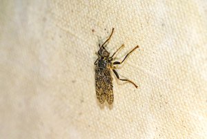 Fly (Sphecomyiella valida)