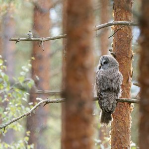 Male great grey owl and great tit