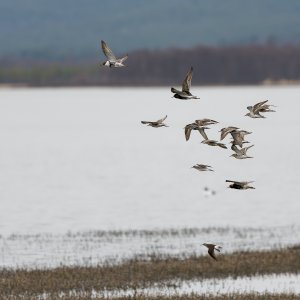 Ruffs in flight