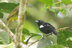 White-shouldered Tanager