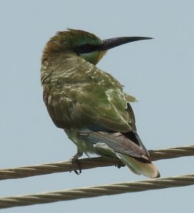 Juvenile Blue-cheeked Bee eater
