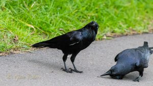 Australian Ravens