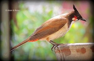 Balcony Biodiversity - Red-whiskered Bulbul