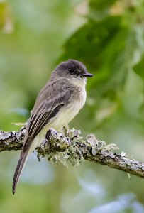 Eastern Phoebe