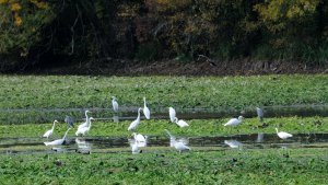 Migration of white herons