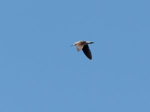 Common sandpiper in flight