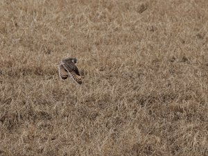 Short-eared owl in flight