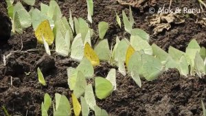 Butterfly - 221 : Butterfly Bonanza at Rishikesh : Amazing Wildlife of India by Renu Tewari and Alok Tewari