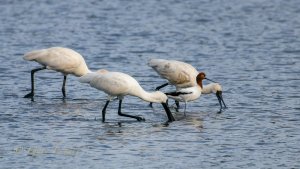 Royal Spoonbills and a Red-necked Avocet