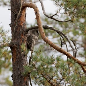 Male great grey owl