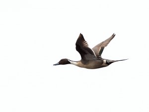 Male northern pintail in flight