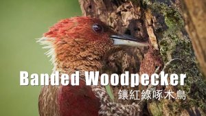 Banded Woodpecker, Borneo