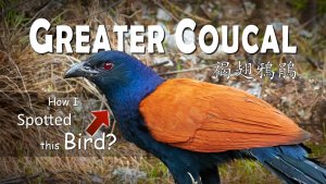 Finding Greater Coucal, Borneo