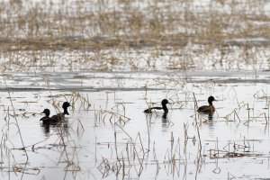 Tufted ducks