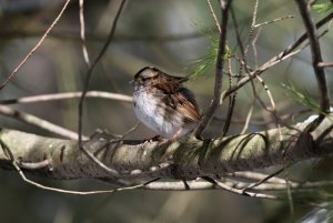 White-throated Sparrow   (maybe)
