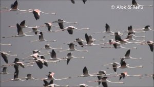 Flamingos of Nazafgarh : Amazing Wildlife of India by Renu Tewari and Alok Tewari