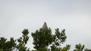 Wedge tailed Grass Finch Video