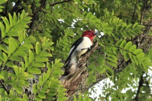 Red-Headed Woodpecker_1