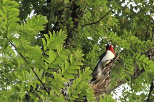Red-Headed Woodpecker_2