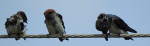 Streak-throated Swallows