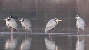 Gray heron in spring (Ardea cinerea)