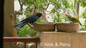 Asian Koel Vs Brown-headed Barbet : at Balcony Water-bowl : Amazing wildlife of India by Renu Tewari and Alok Tewari