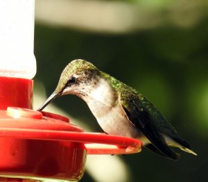 Ruby-throated hummingbird.jpg