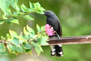 black bush robin