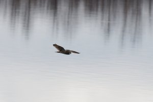 Short-eared owl in flight over water