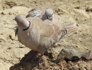 Eurasian Collared Dove Pair