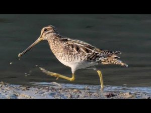 Common snipe in migration (Gallinago gallinago)