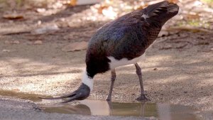 How does an Ibis drink Water?