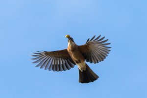 Eurasian jay