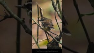 Call of the White-browed Scrubwren