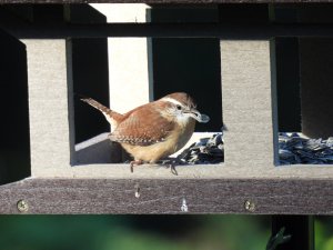 Carolina Wren