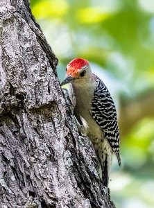 Red-bellied Woodpecker