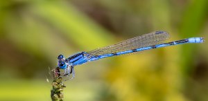 Familiar Bluet (male)